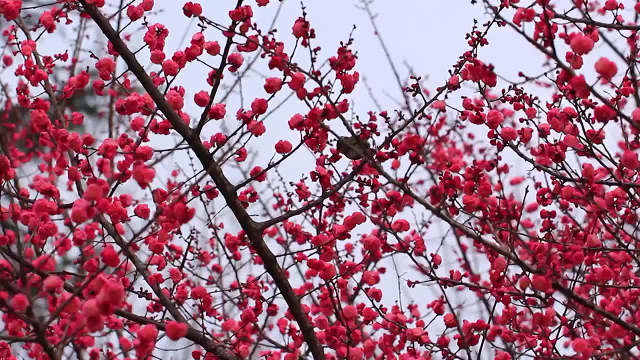 四川成都，红梅花开，鸟儿在枝头视频素材