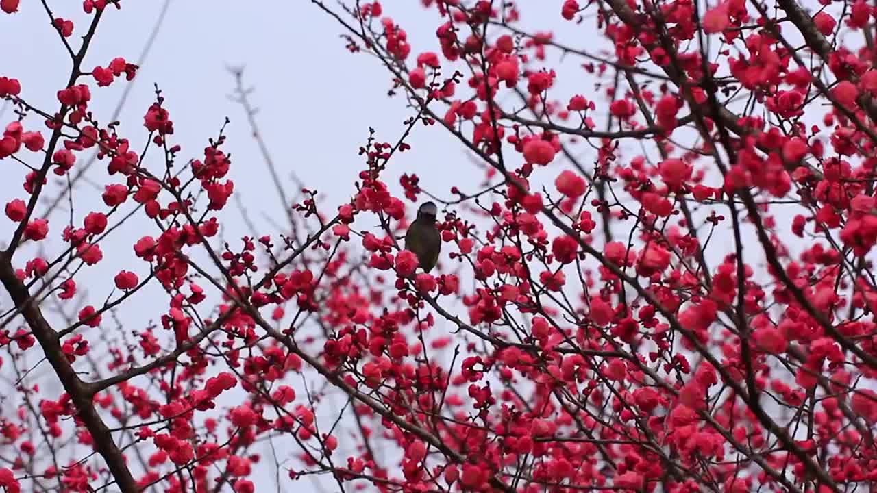 四川成都，红梅花开，鸟儿在枝头视频素材