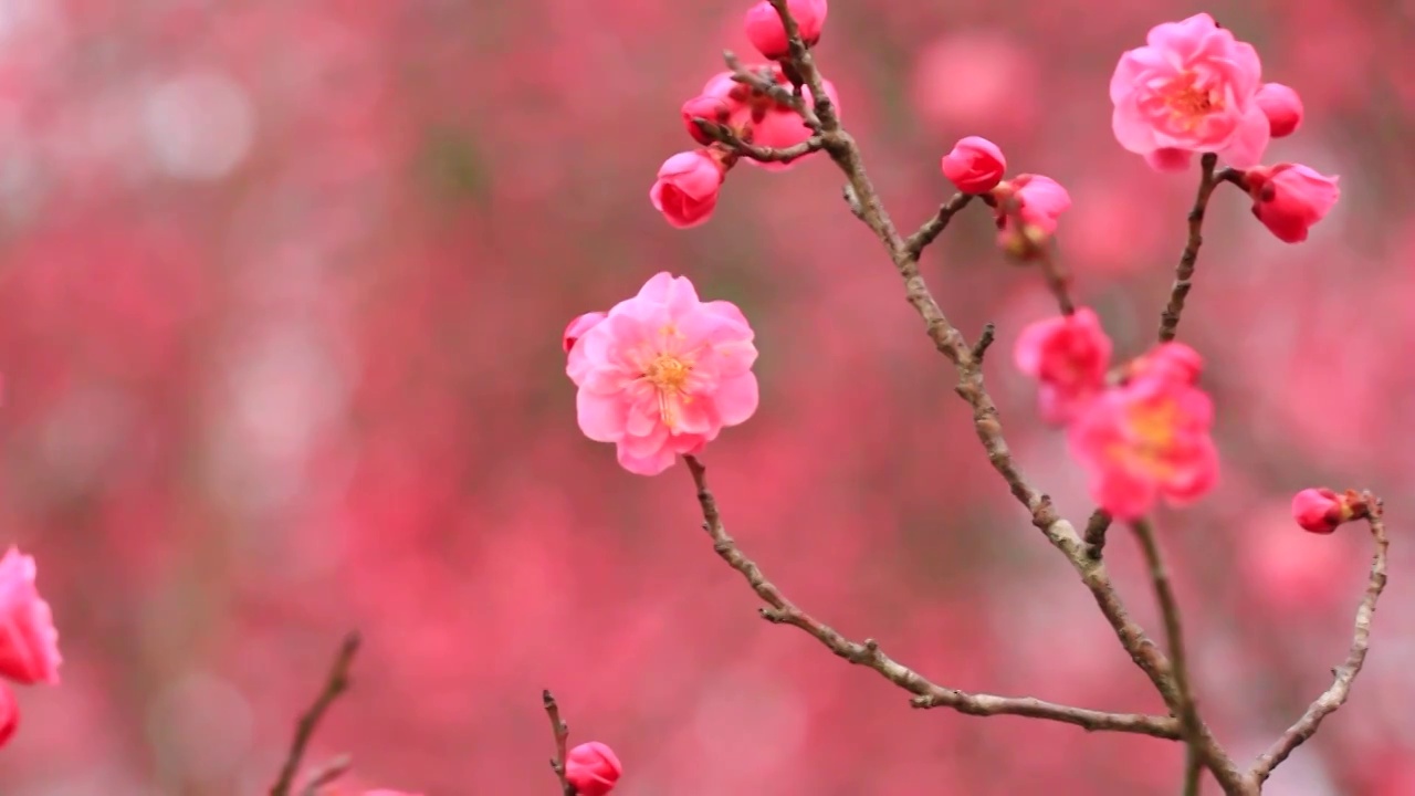 四川成都，红梅花开视频素材