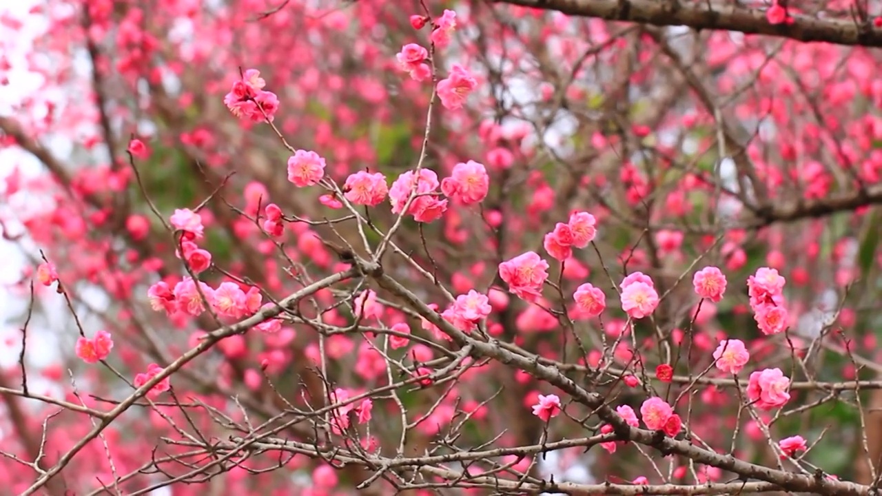 四川成都，红梅花开视频素材