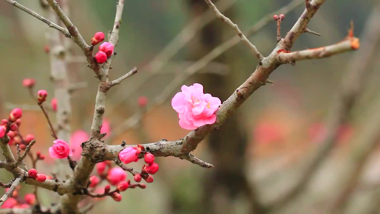 梅花，特写视频素材