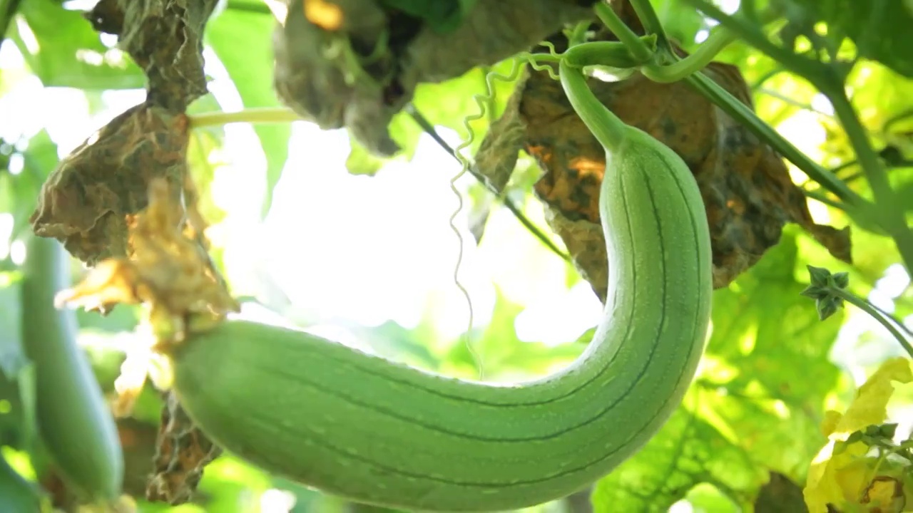 农业种植丝瓜视频素材