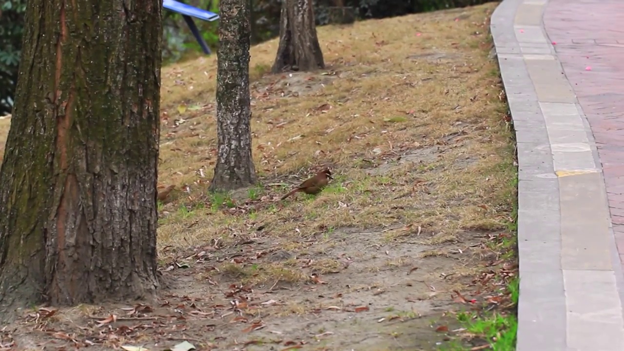 白颊噪鹛视频素材