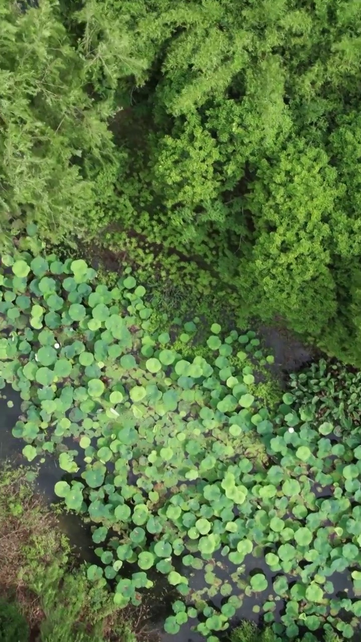 上海韩湘水博园视频素材