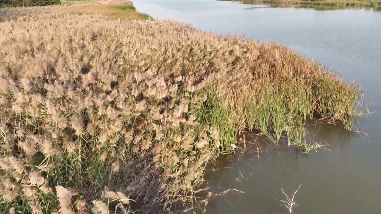 焦作市大沙河湿地公园，航拍秋景。视频素材