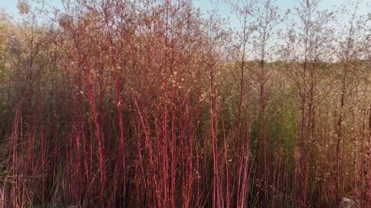 焦作市大沙河湿地公园，航拍秋景。视频素材