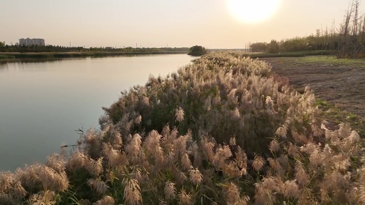 焦作市大沙河湿地公园，航拍秋景。视频素材