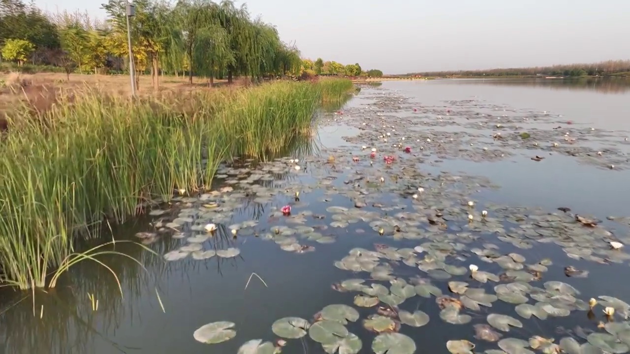 焦作市大沙河湿地公园，航拍秋景。视频素材