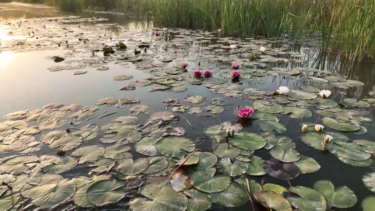 焦作市大沙河湿地公园，航拍秋景。视频素材