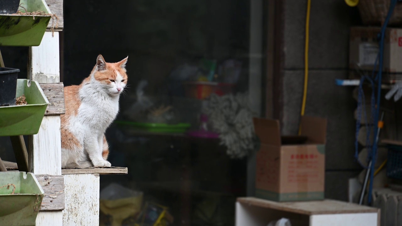 看守店面的猫咪视频素材