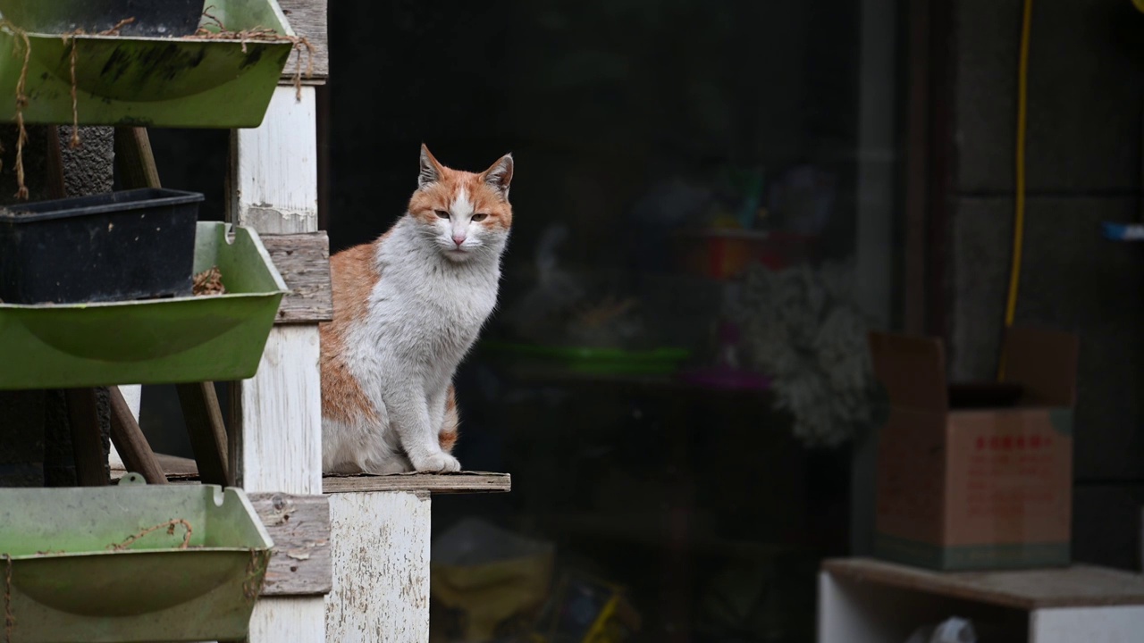 看守店面的猫咪视频素材