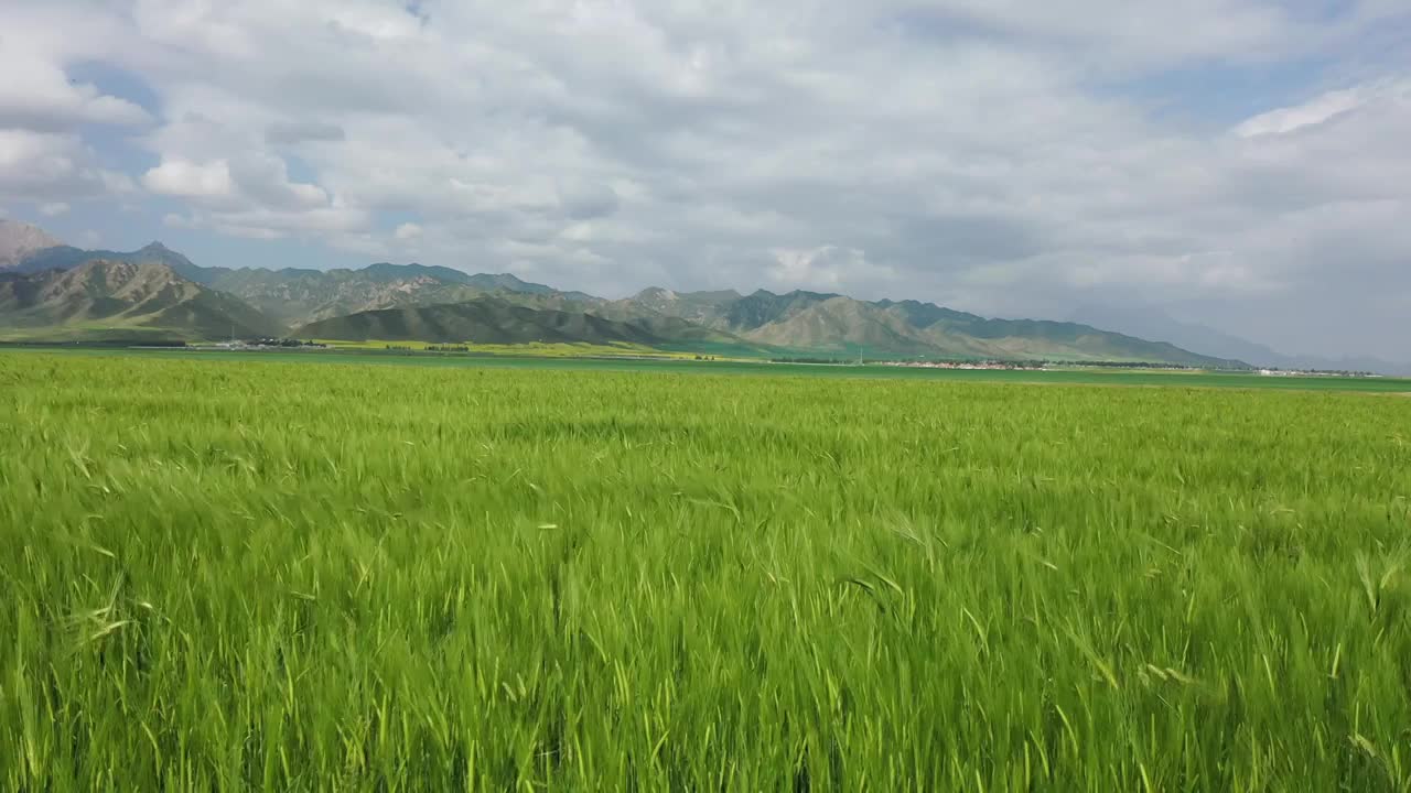 航拍青海扁都口油菜花和青稞视频素材