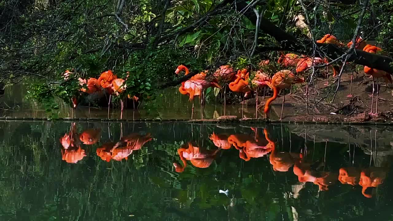 野生动物一群红色火烈鸟湖泊背景特写视频素材