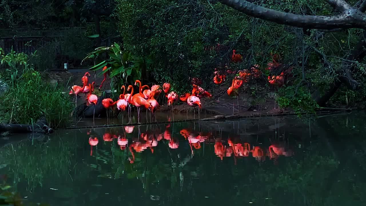 野生动物一群红色火烈鸟湖泊背景特写视频素材