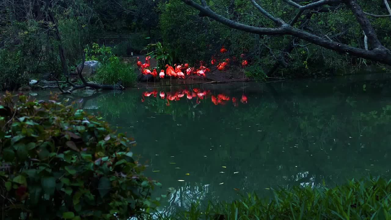 野生动物一群红色火烈鸟湖泊背景特写视频素材