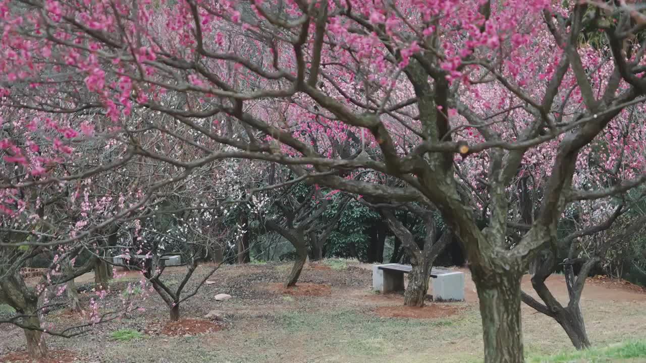 梅林中的梅花盛开视频素材