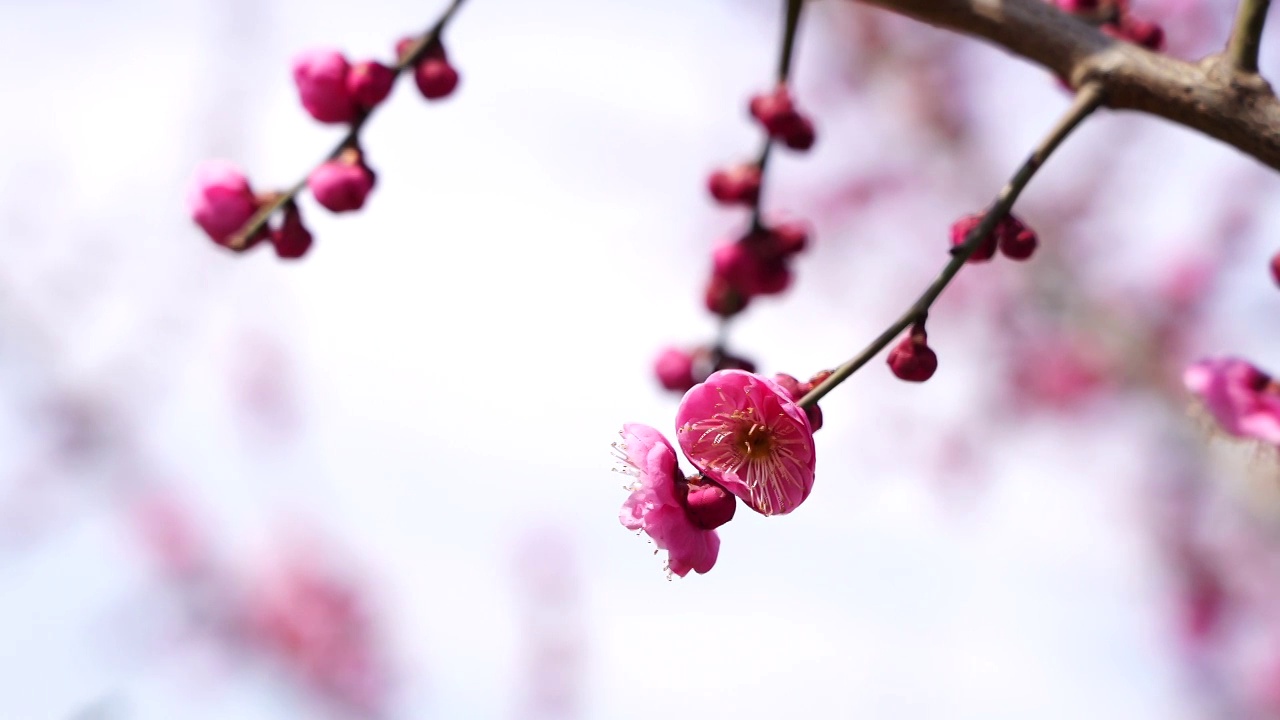 春暖花开，春天梅花开放视频素材