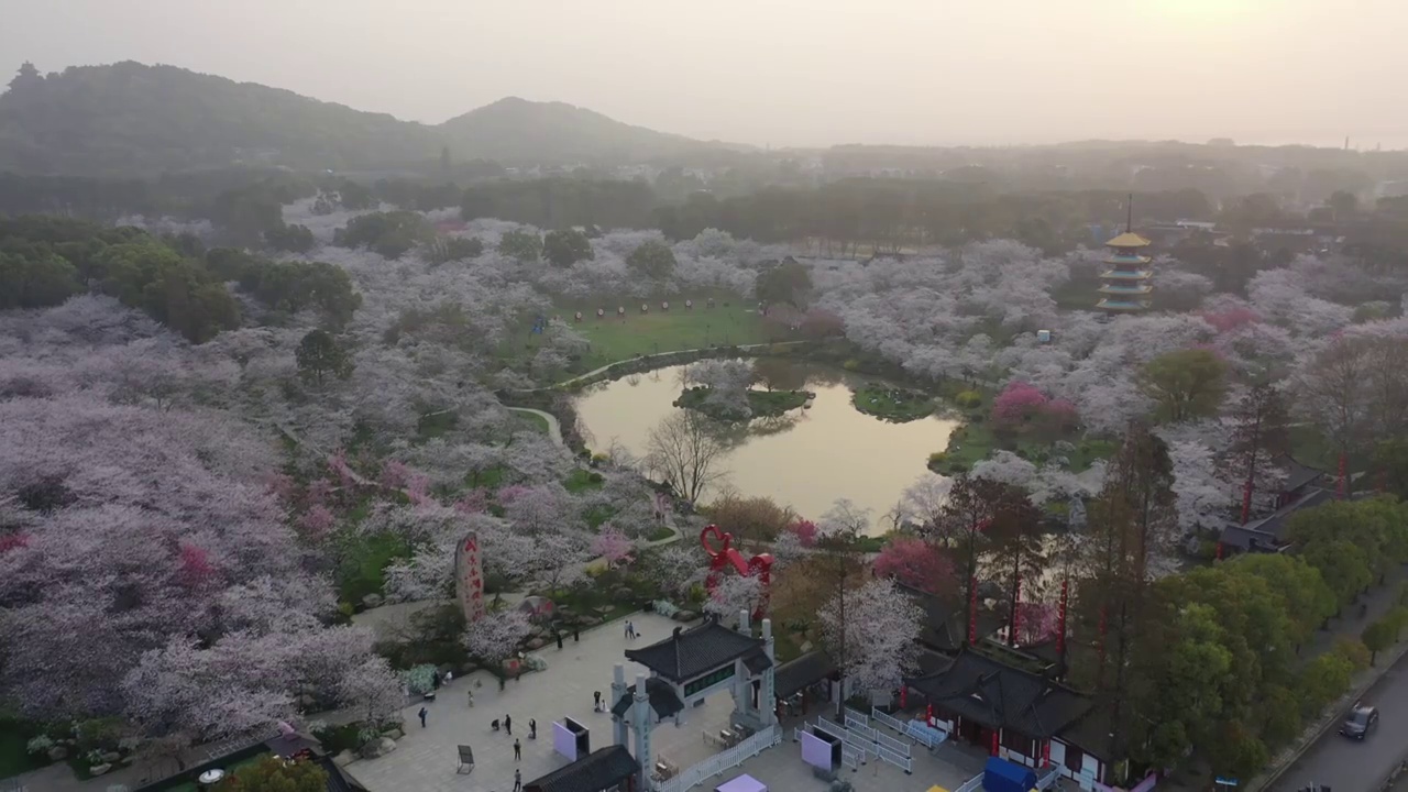 湖北省武汉市东湖樱花景区航拍视频素材