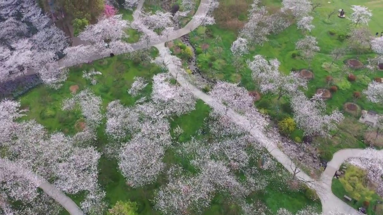 湖北省武汉市东湖樱花景区航拍视频素材