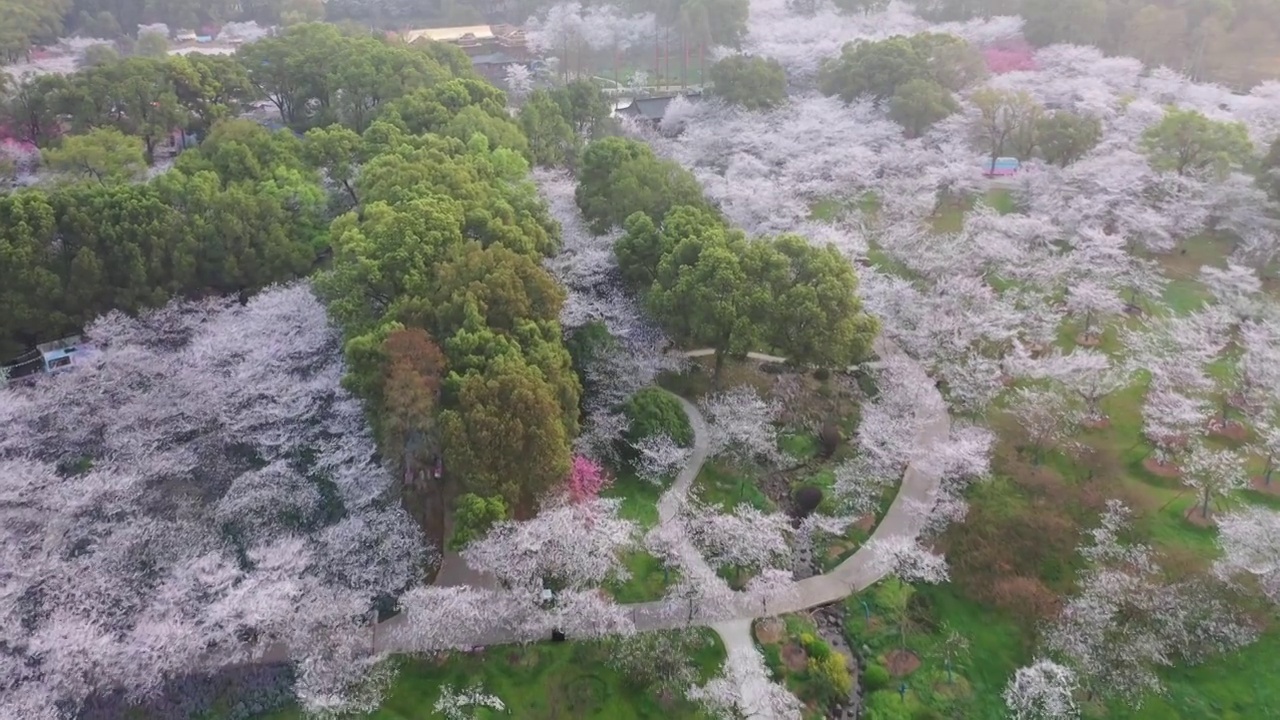 湖北省武汉市东湖樱花景区航拍视频素材