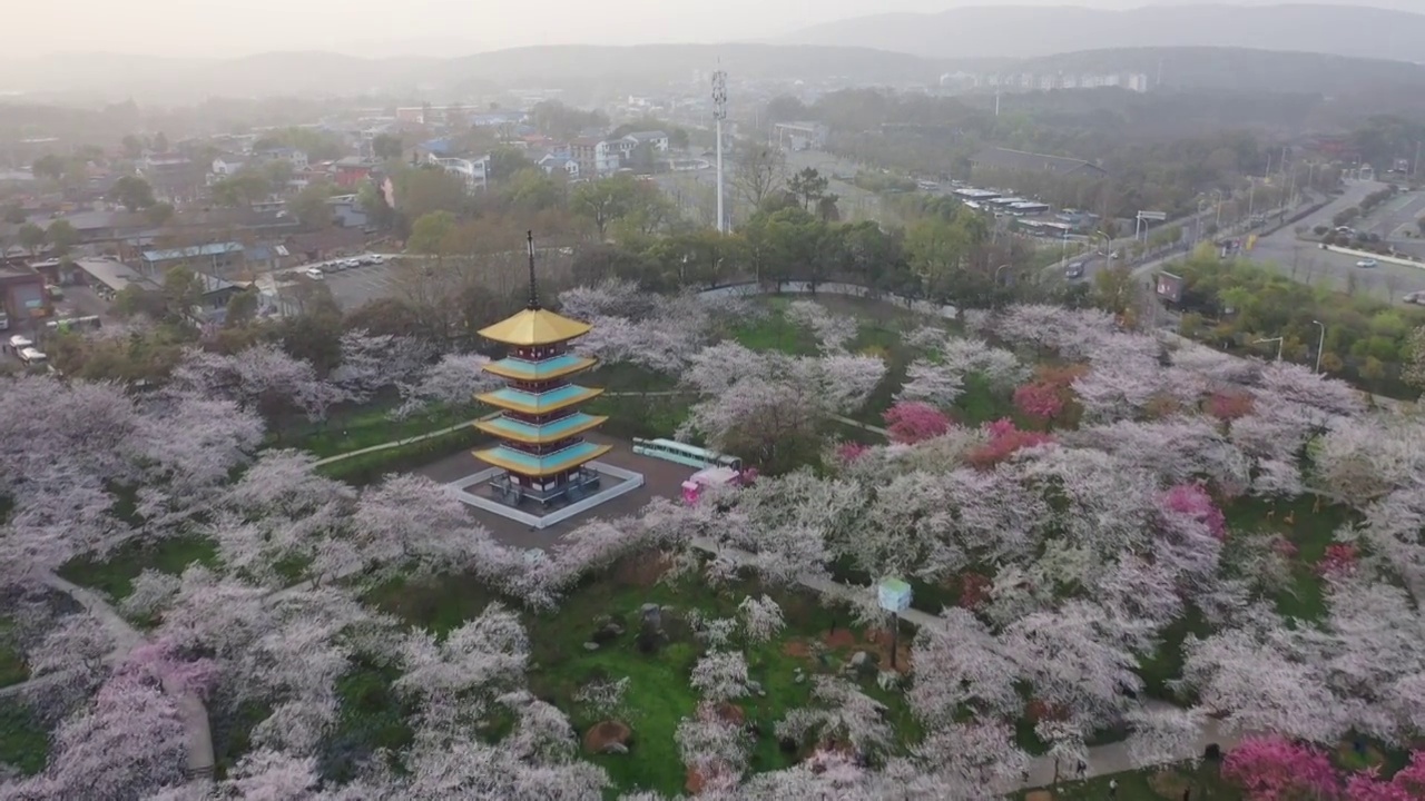 湖北省武汉市东湖樱花景区航拍视频素材