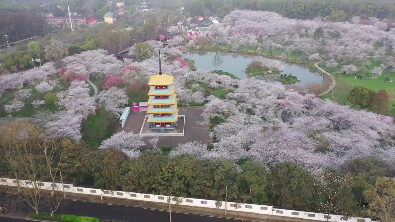 湖北省武汉市东湖樱花景区航拍视频素材