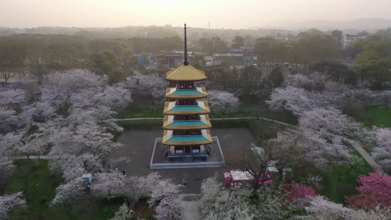 湖北省武汉市东湖樱花景区航拍视频素材