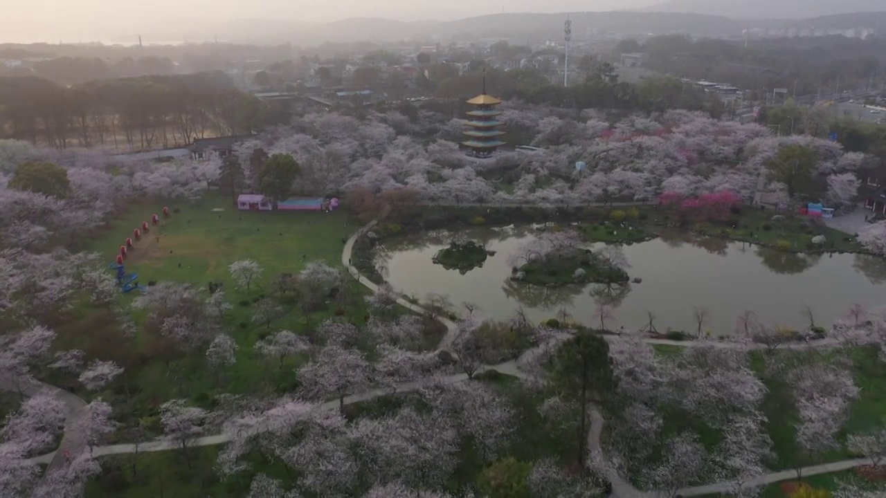 湖北省武汉市东湖樱花景区航拍视频素材