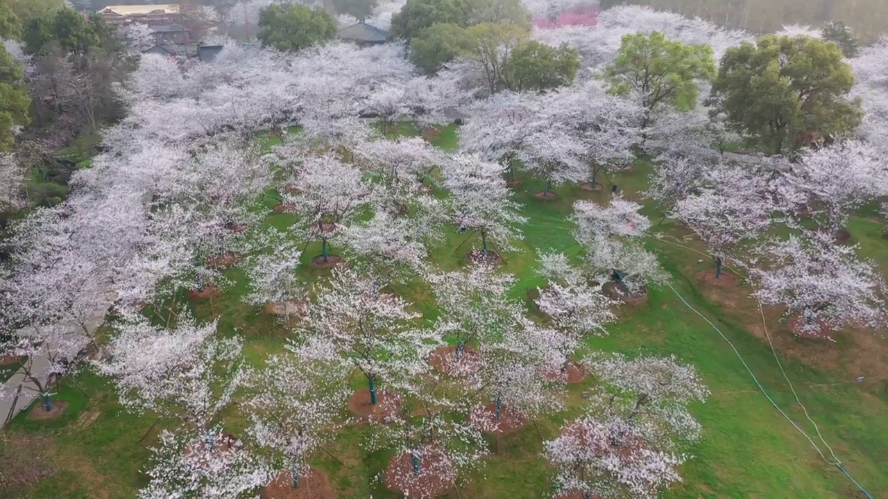 湖北省武汉市东湖樱花景区航拍视频素材