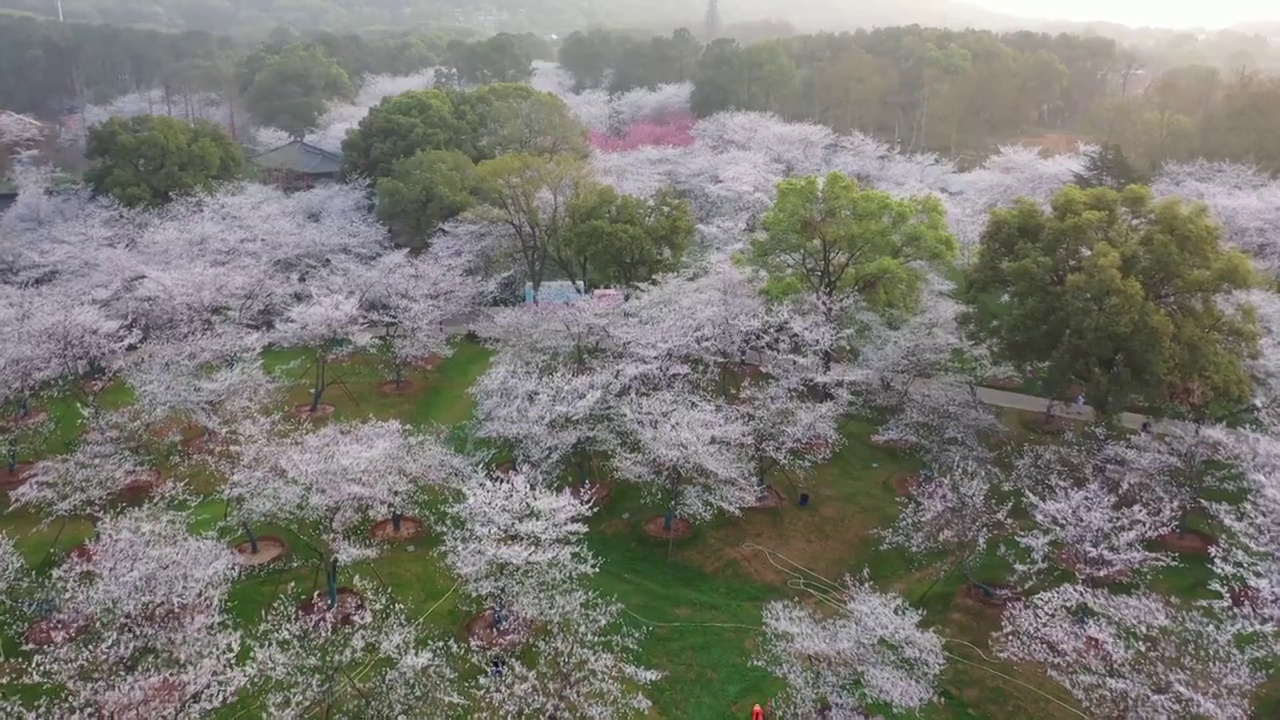 湖北省武汉市东湖樱花景区航拍视频素材