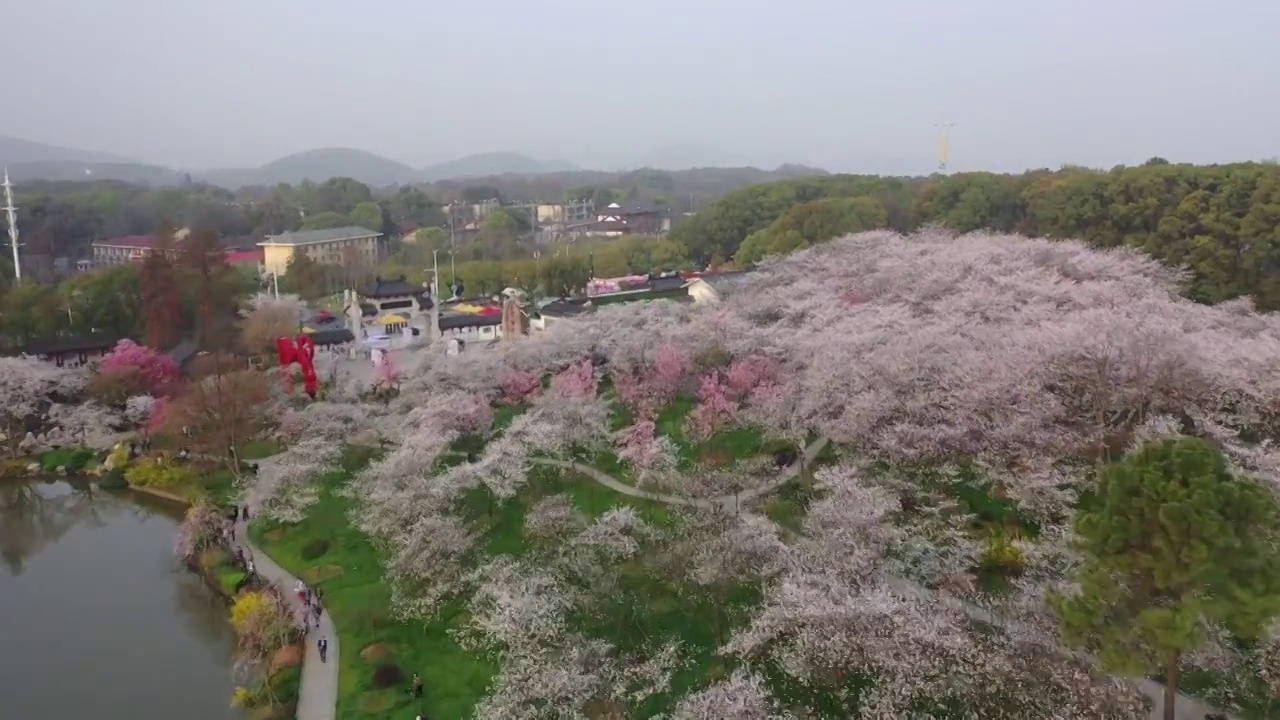 湖北省武汉市东湖樱花景区航拍视频素材