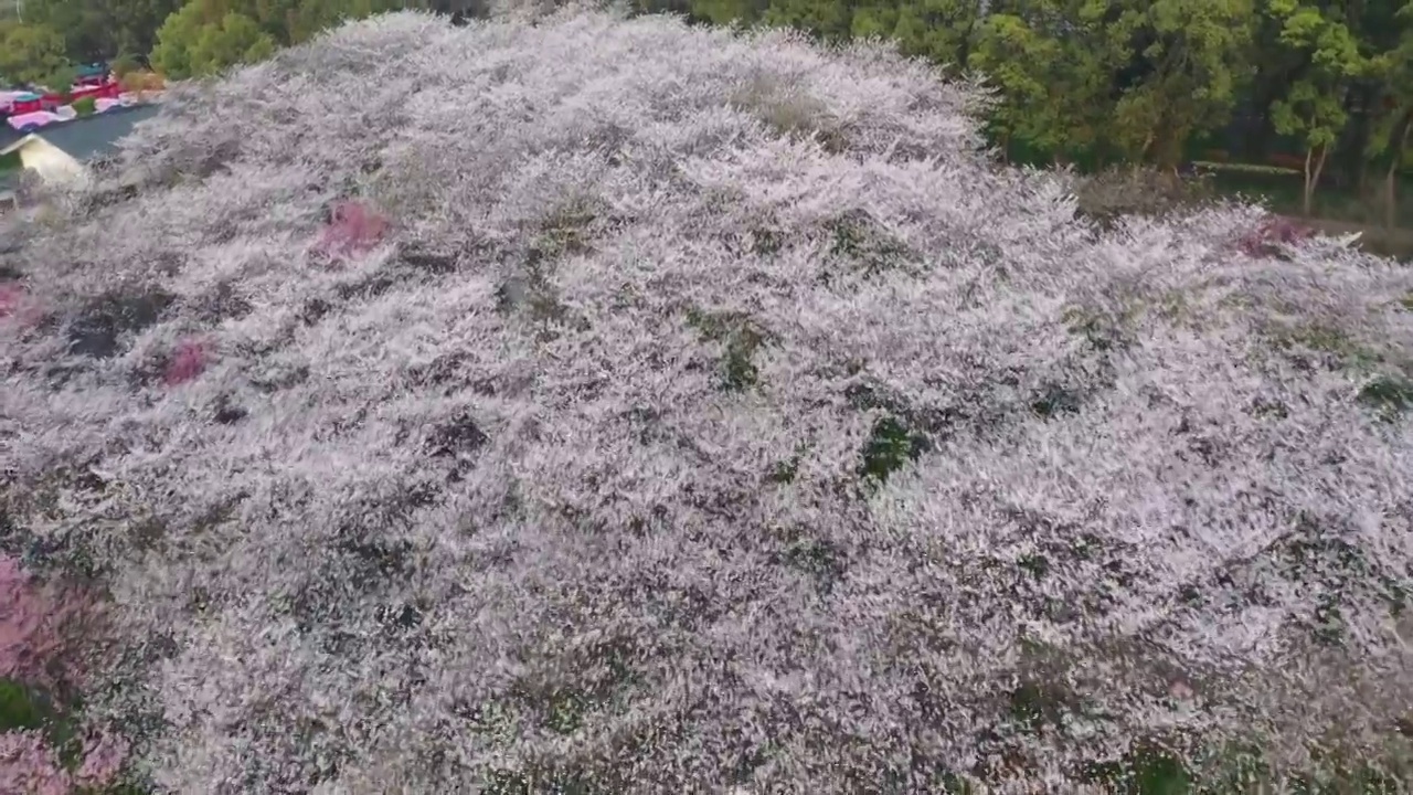 湖北省武汉市东湖樱花景区航拍视频素材