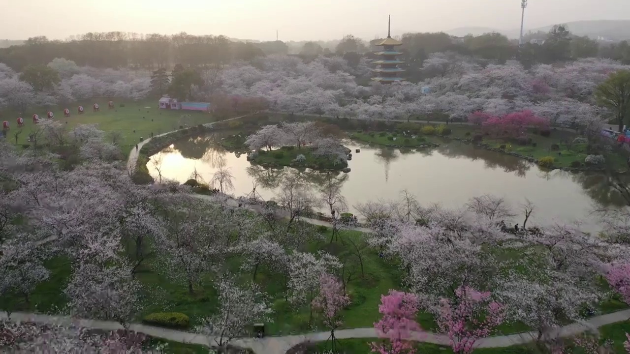 湖北省武汉市东湖樱花景区航拍视频素材