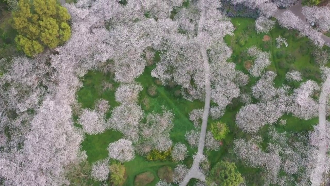 湖北省武汉市东湖樱花景区航拍视频素材