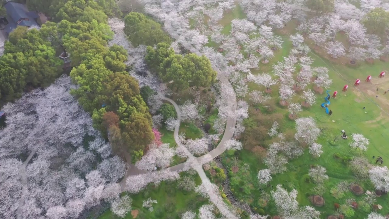 湖北省武汉市东湖樱花景区航拍视频素材