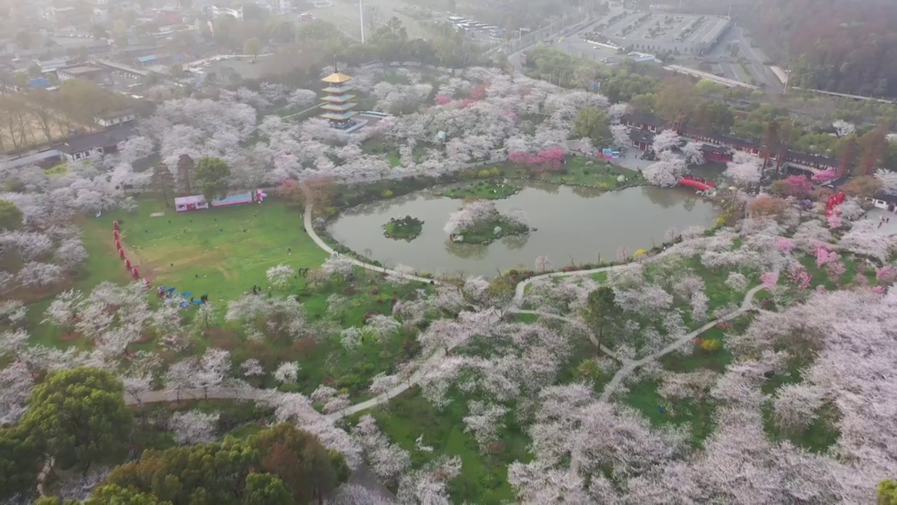 湖北省武汉市东湖樱花景区航拍视频素材