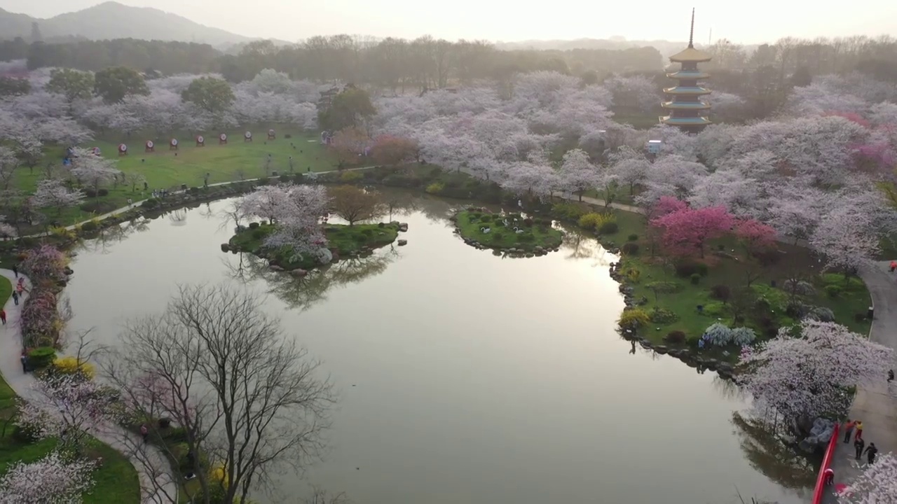 湖北省武汉市东湖樱花景区航拍视频素材