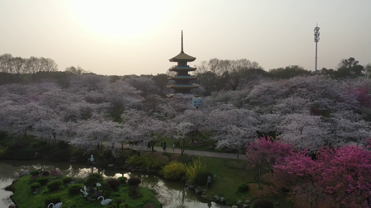 湖北省武汉市东湖樱花景区航拍视频素材