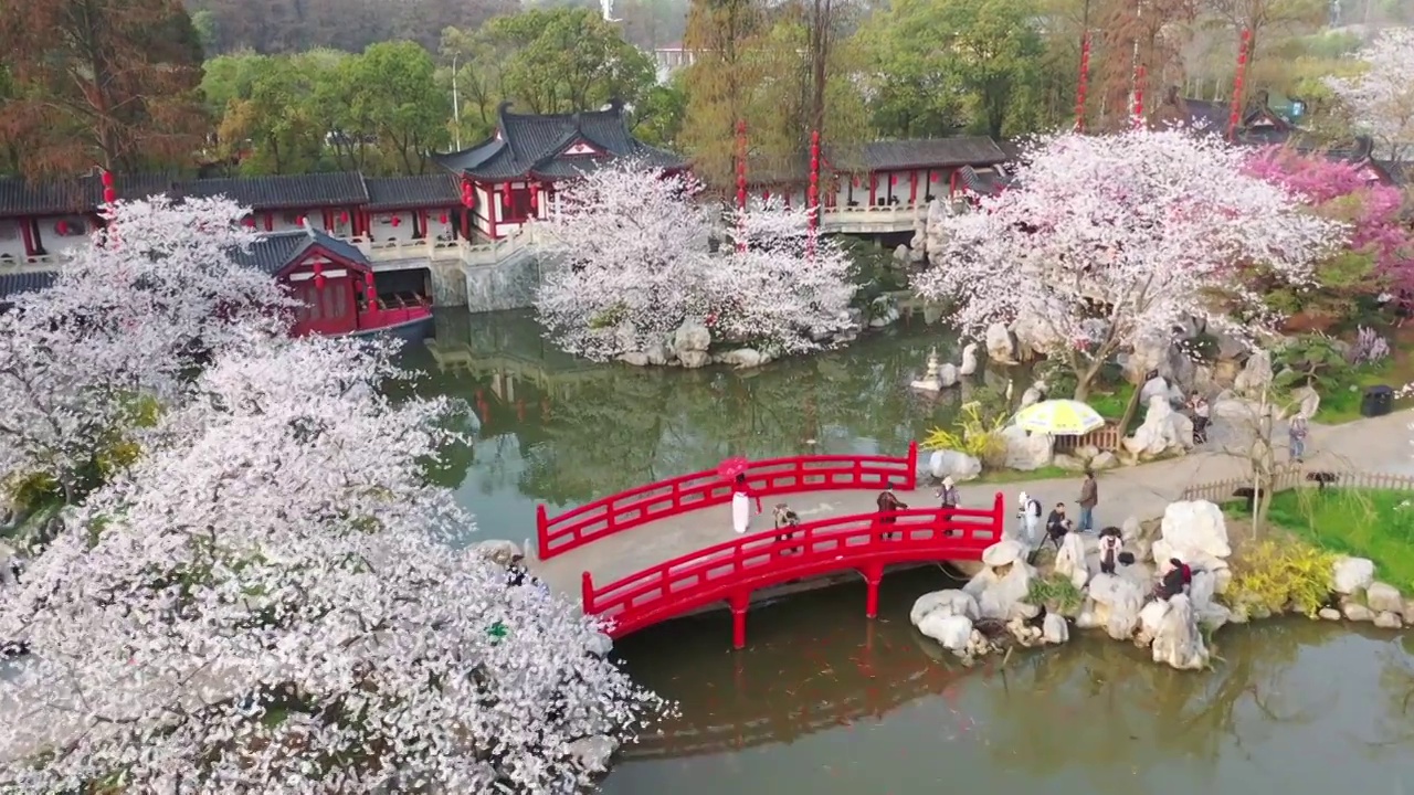 湖北省武汉市东湖樱花景区航拍视频素材