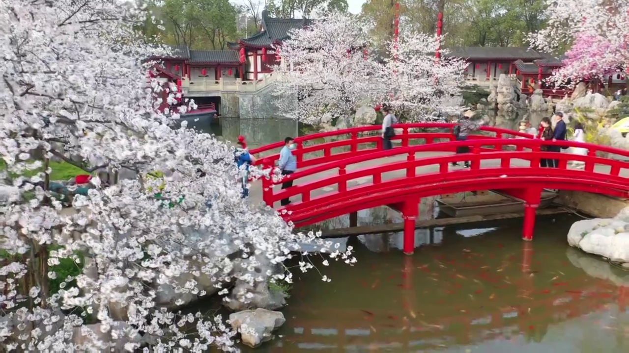 湖北省武汉市东湖樱花景区航拍视频素材