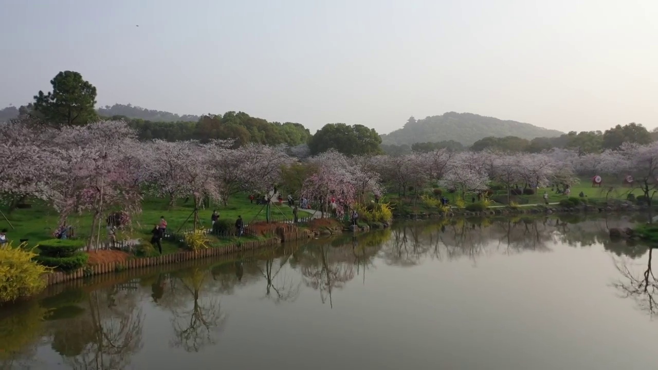 湖北省武汉市东湖樱花景区航拍视频素材