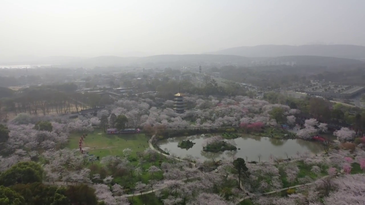 湖北省武汉市东湖樱花景区航拍视频素材