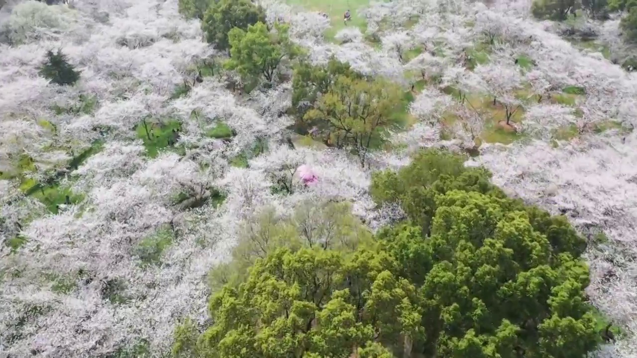 湖北省武汉市东湖樱花景区航拍视频素材