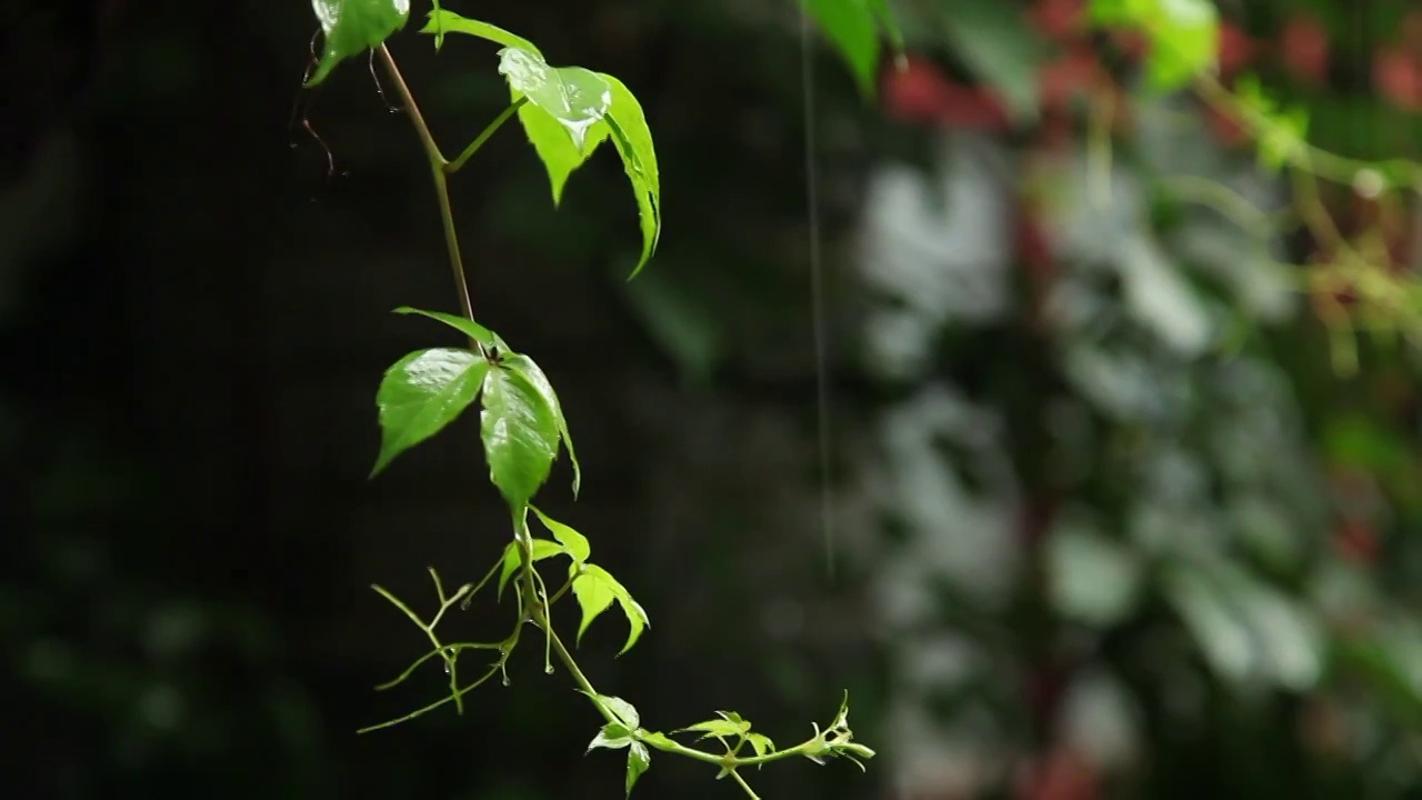 雨中的植物枝叶视频下载