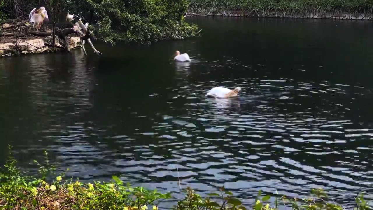 野生动物白色鹈鹕游水特写视频素材