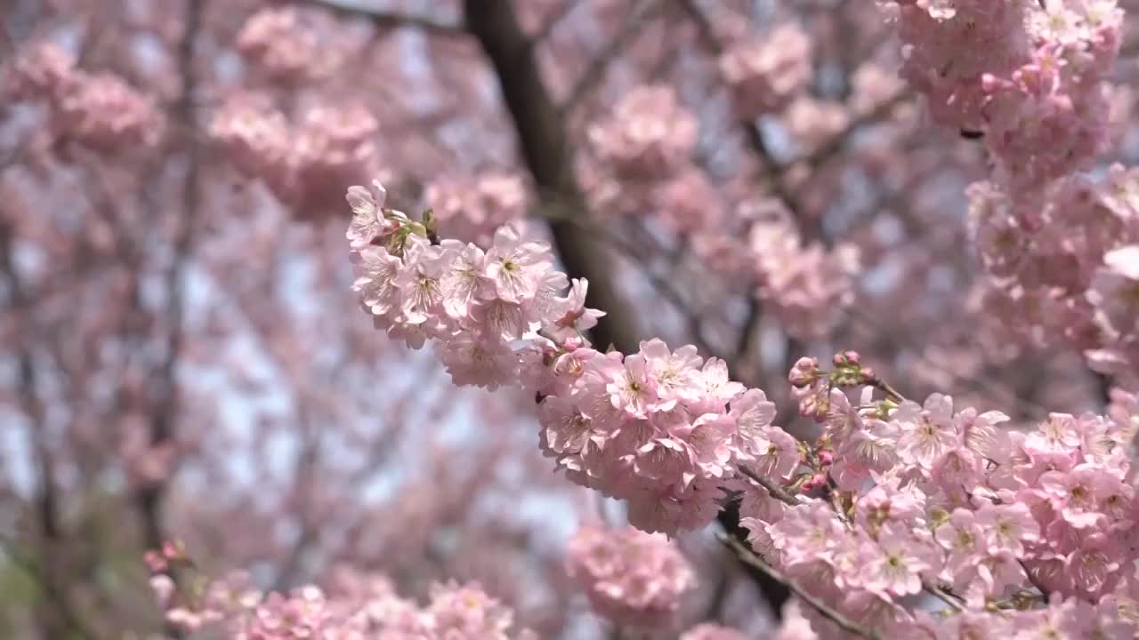 武汉东湖樱园实时镜头视频素材