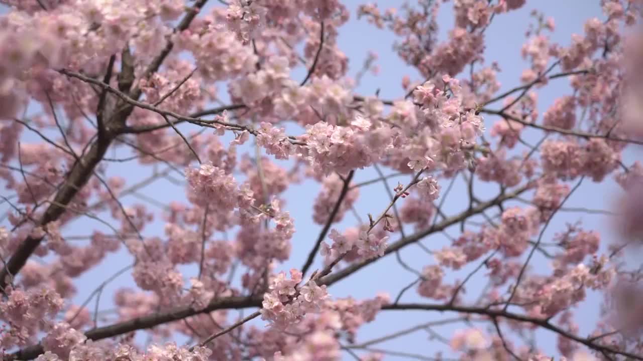 武汉东湖樱园实时镜头视频素材