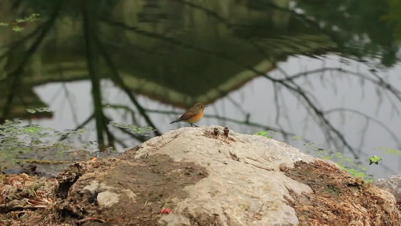 春天河边的小鸟视频素材