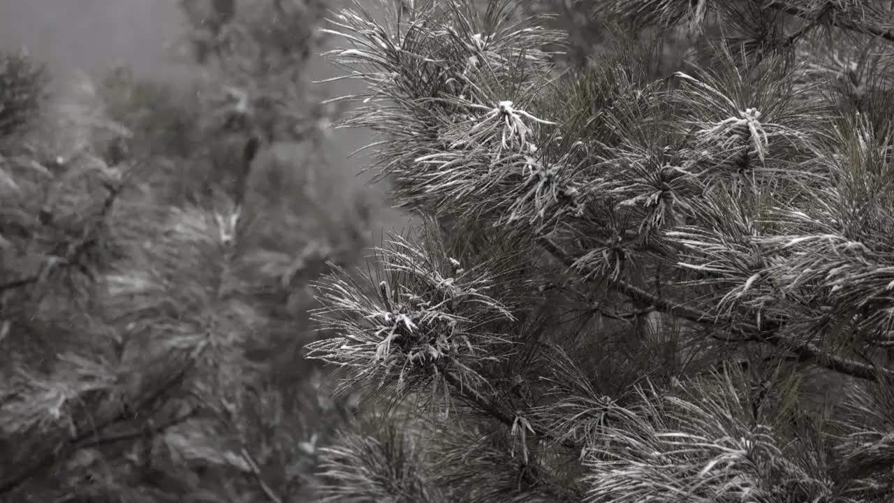 雪中的树枝与树干视频素材