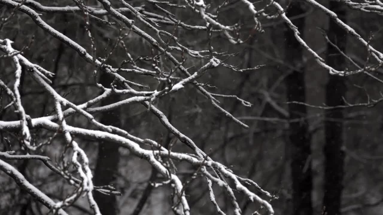 雪中的树枝与树干视频素材